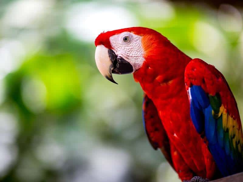 Discover Costa Rica's Diverse Wildlife | Villa Punto de Vista