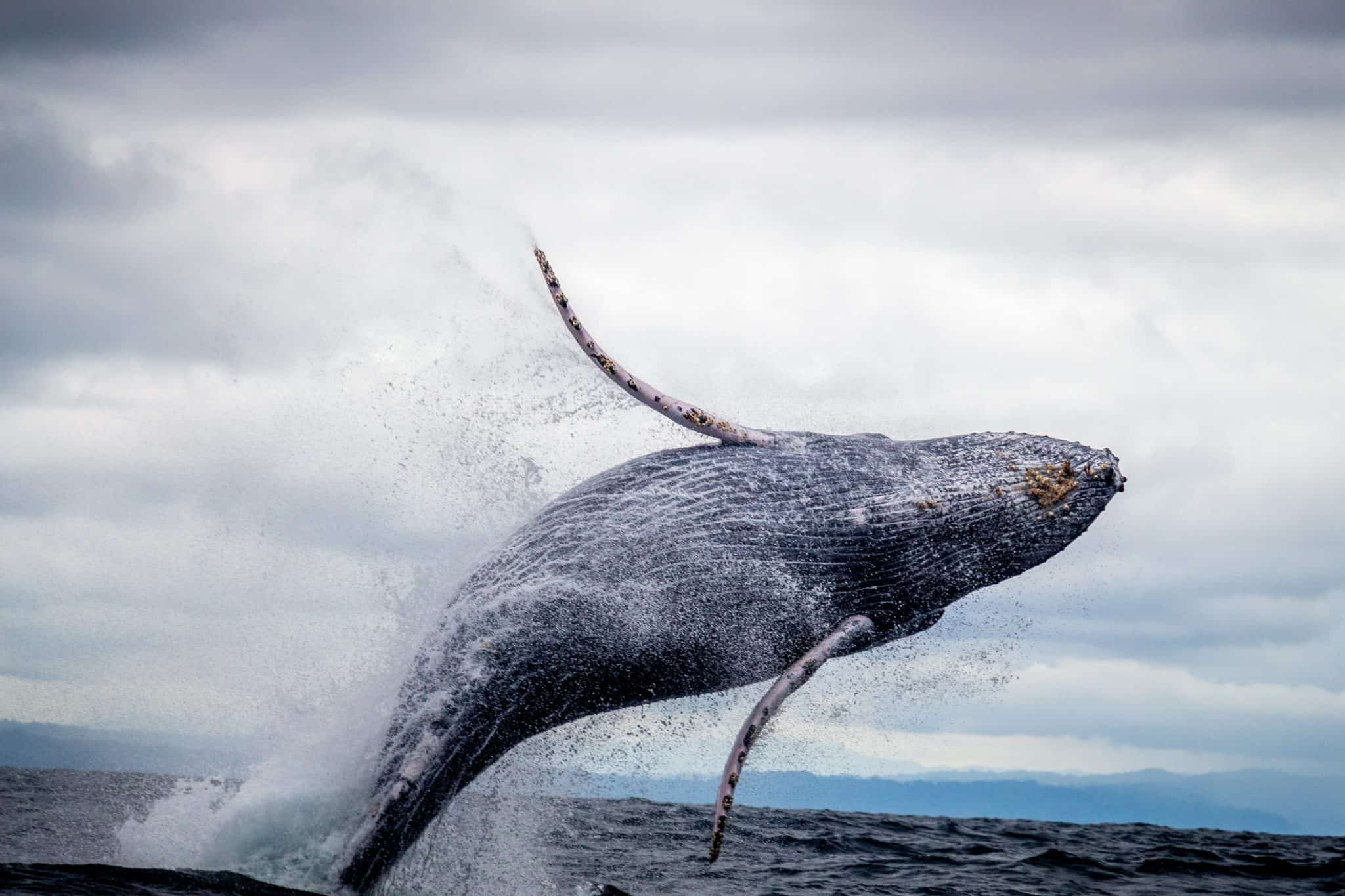 humpback whale