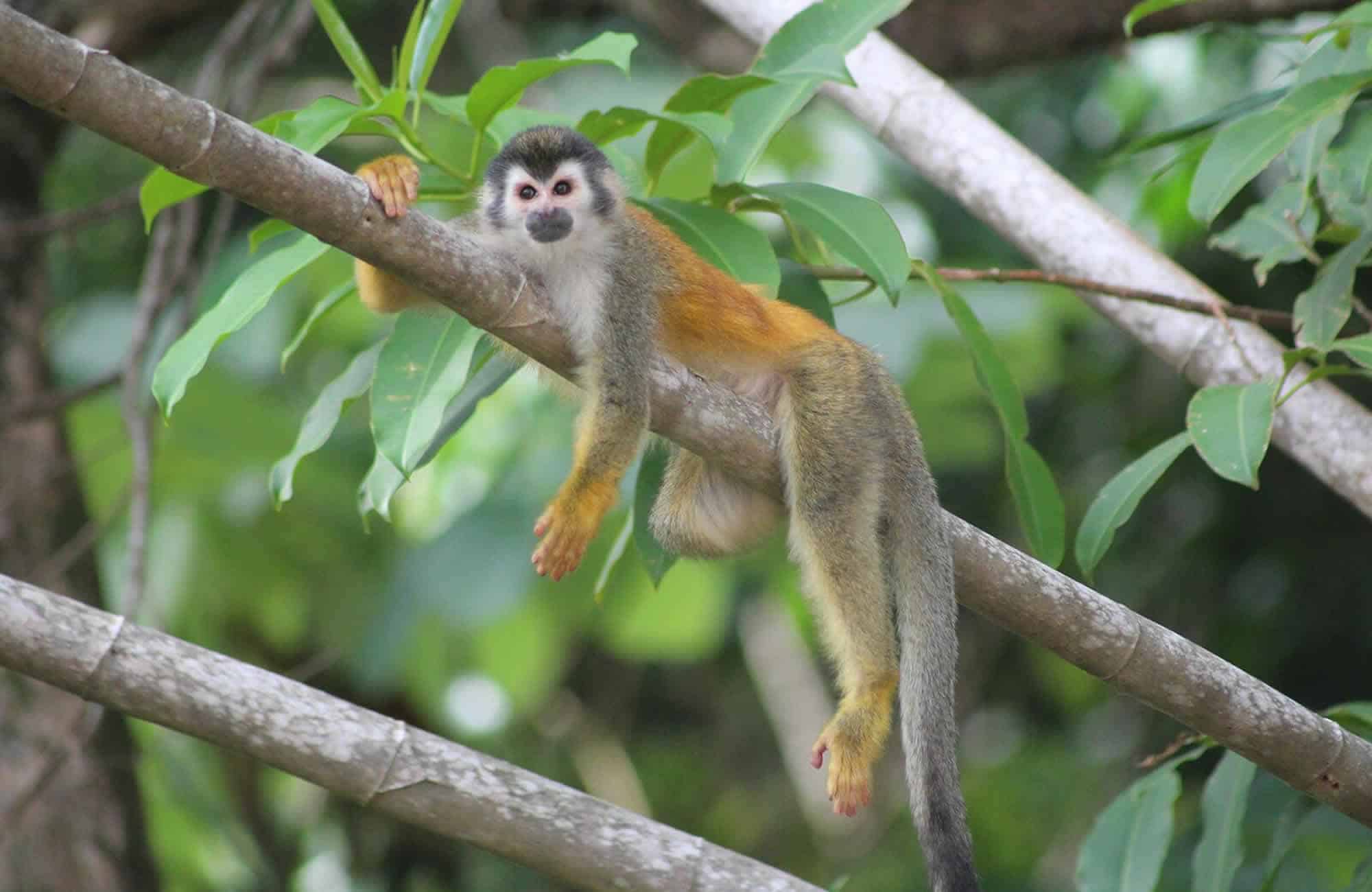 monkey