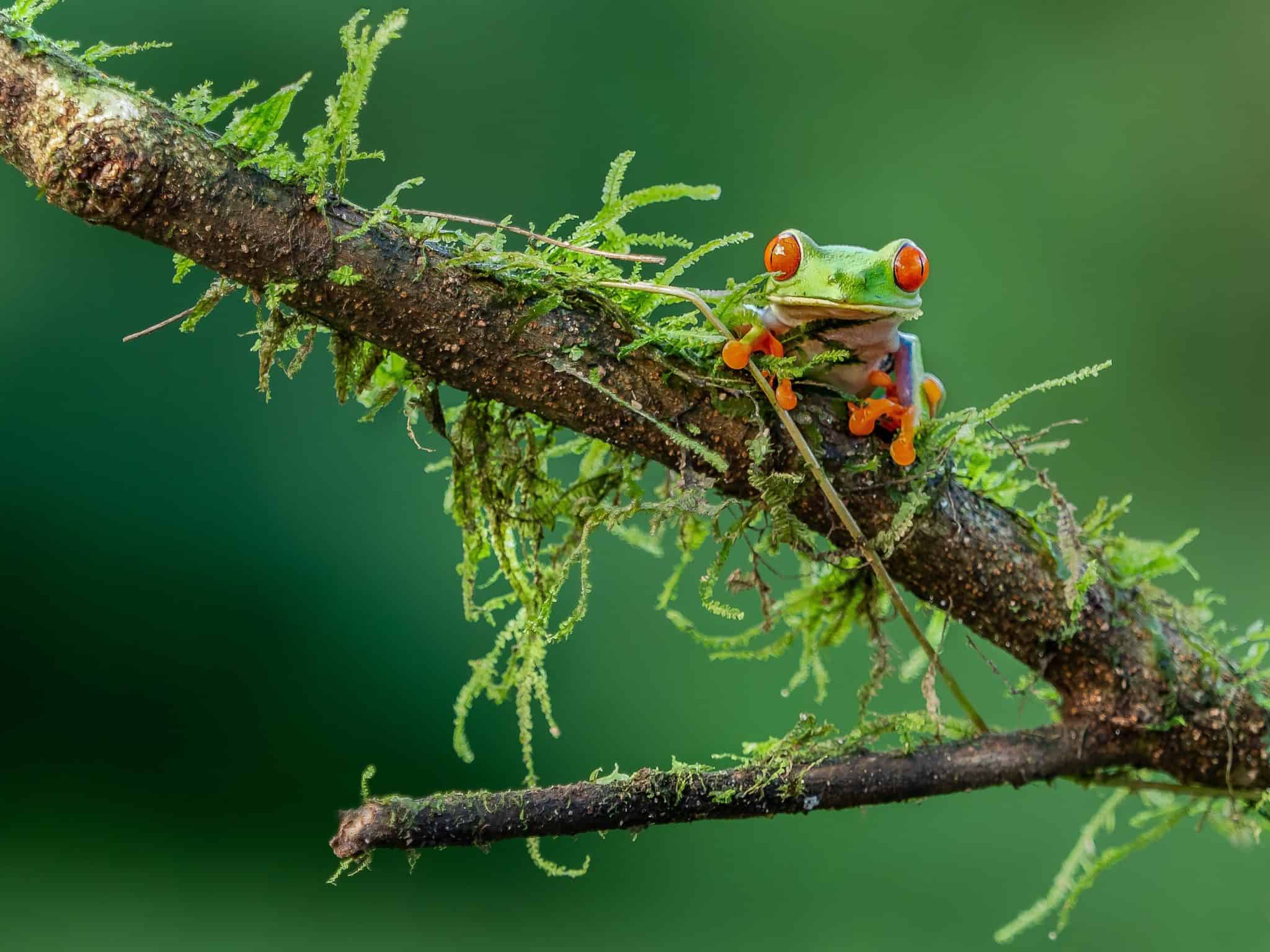 tree frog