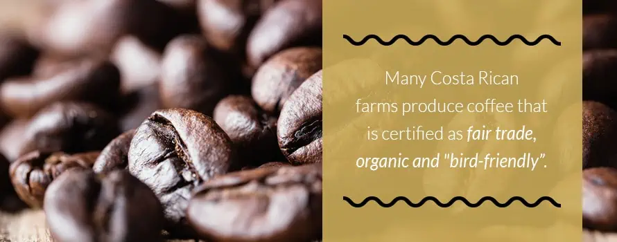Costa Rican Coffee Growing Practices