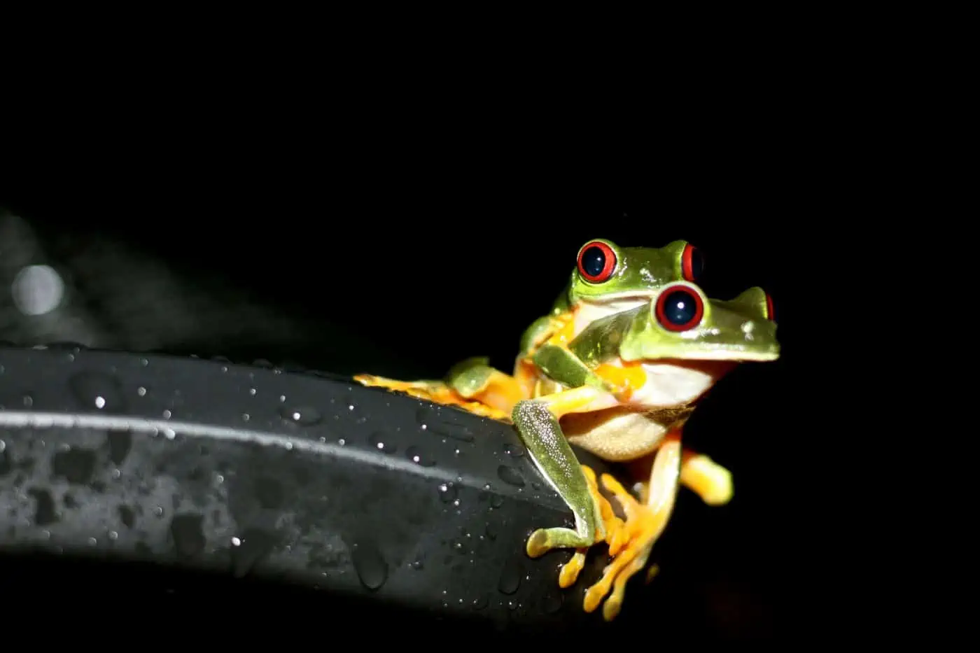 Wildlife