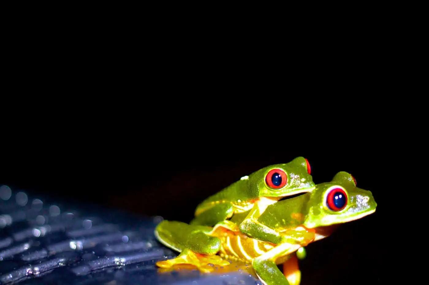 Wildlife
