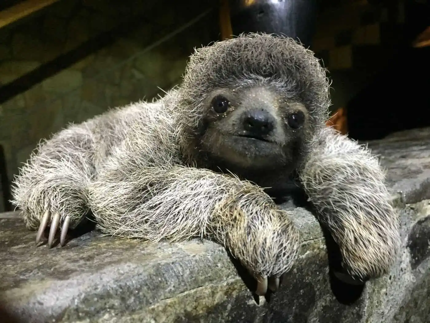 Wildlife