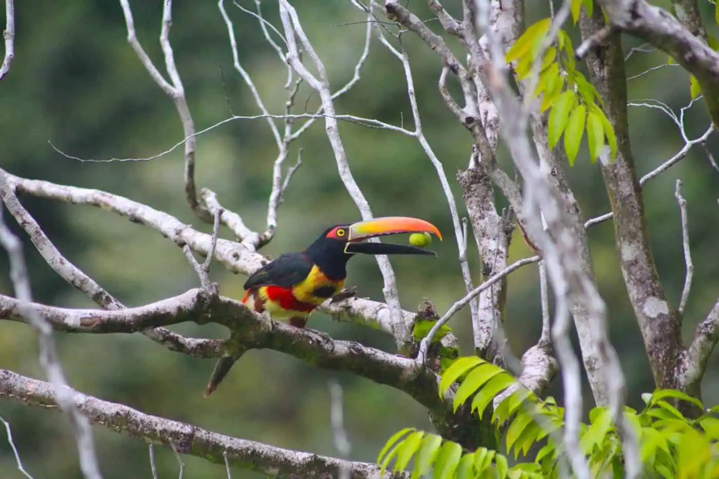 Wildlife