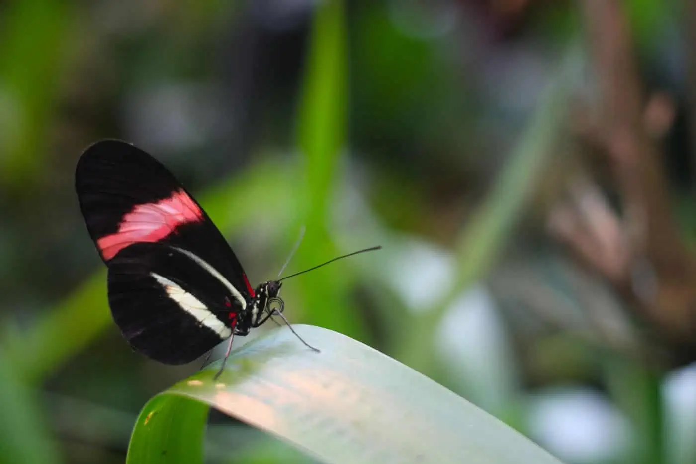 Wildlife