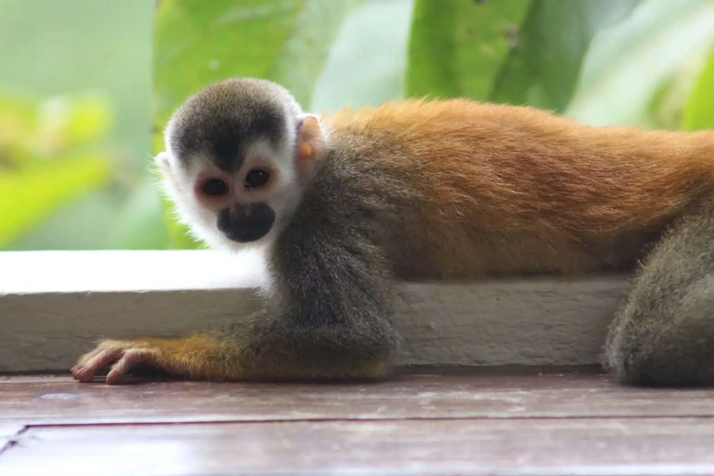 Wildlife