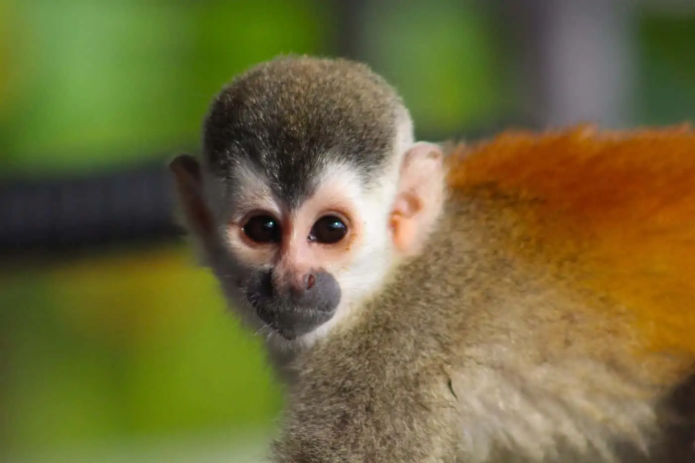 Wildlife