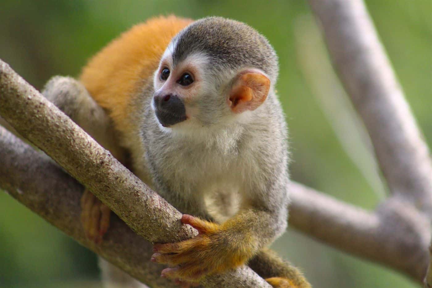 Costa Rica Monkey