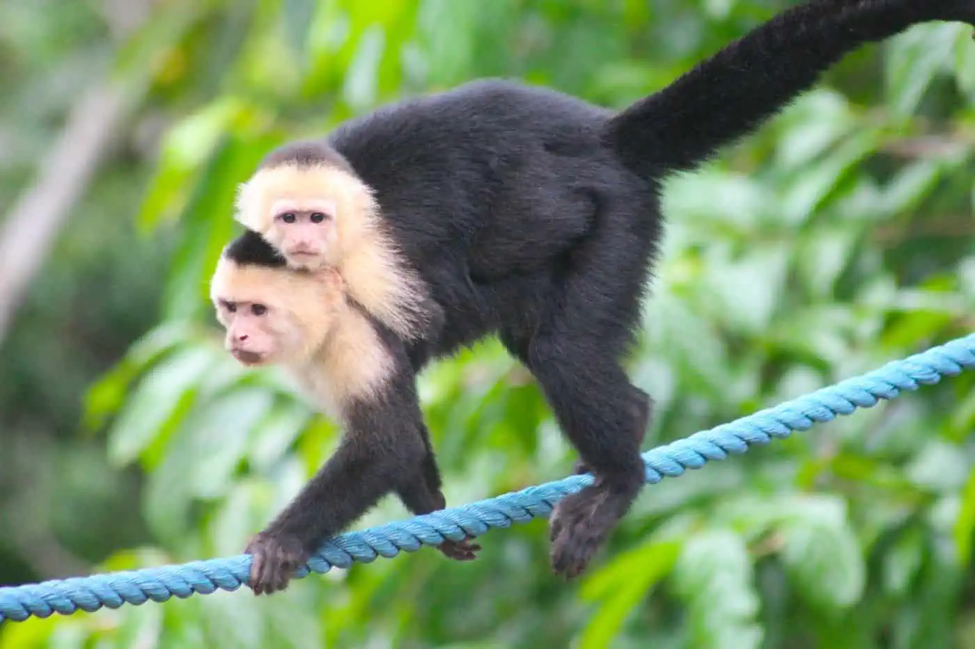 Wildlife