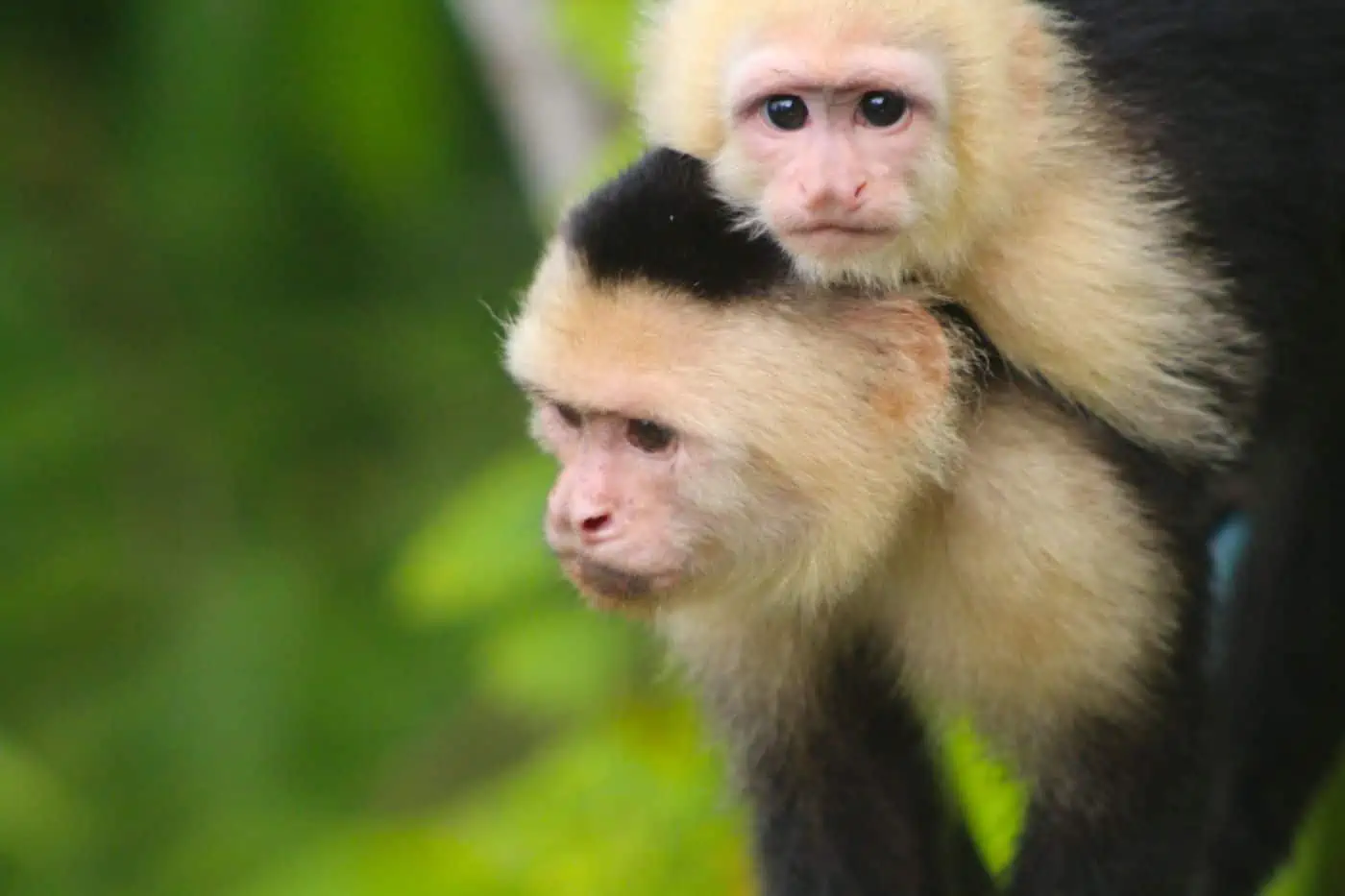 Wildlife