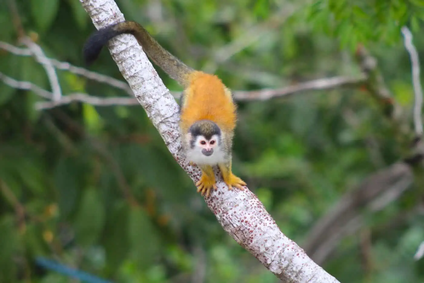 Wildlife