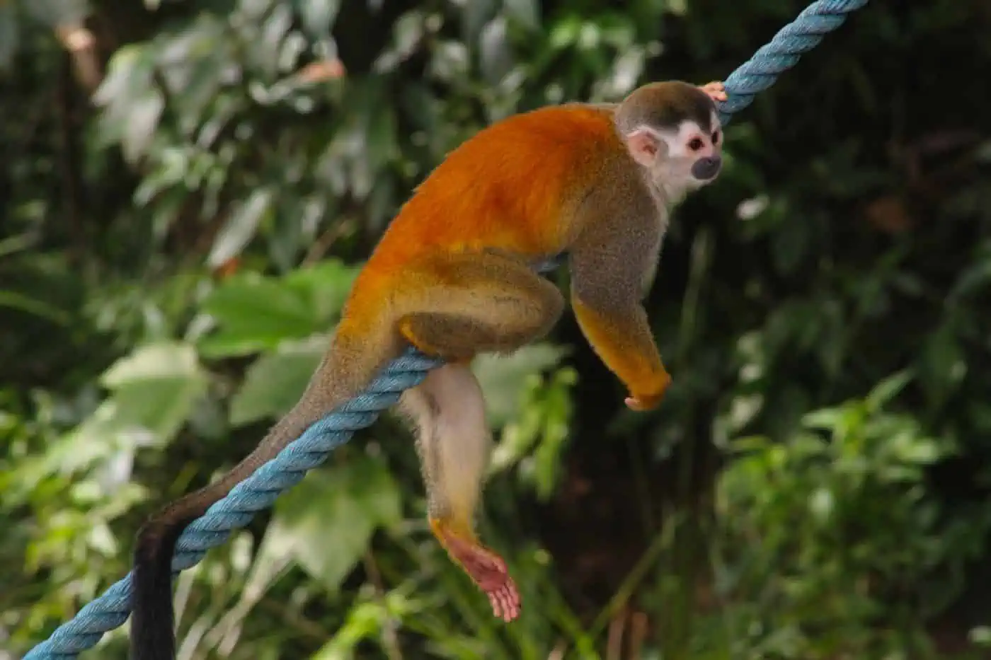 Wildlife