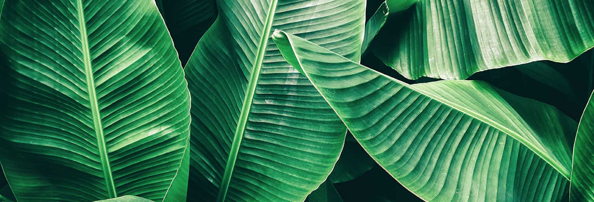 colored palm leaves costa rica