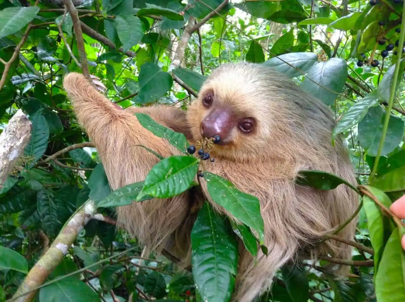Wildlife