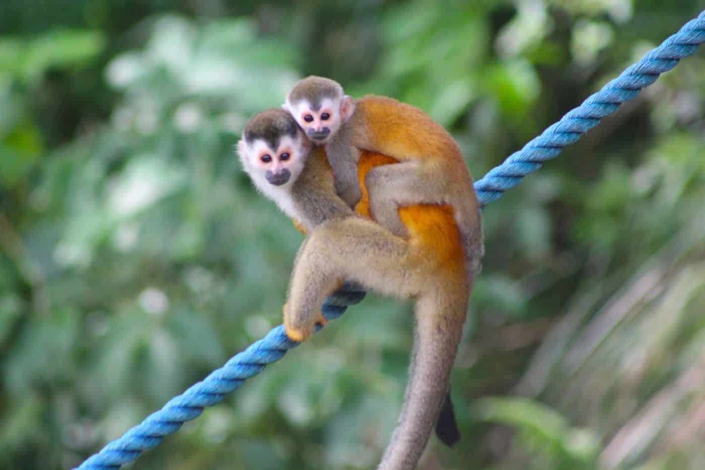 Costa Rica Monkeys
