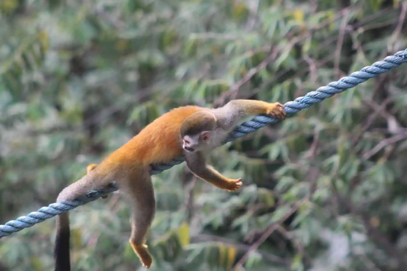 Wildlife