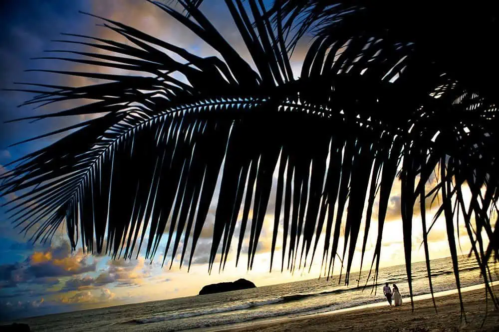 costa rica palm tree