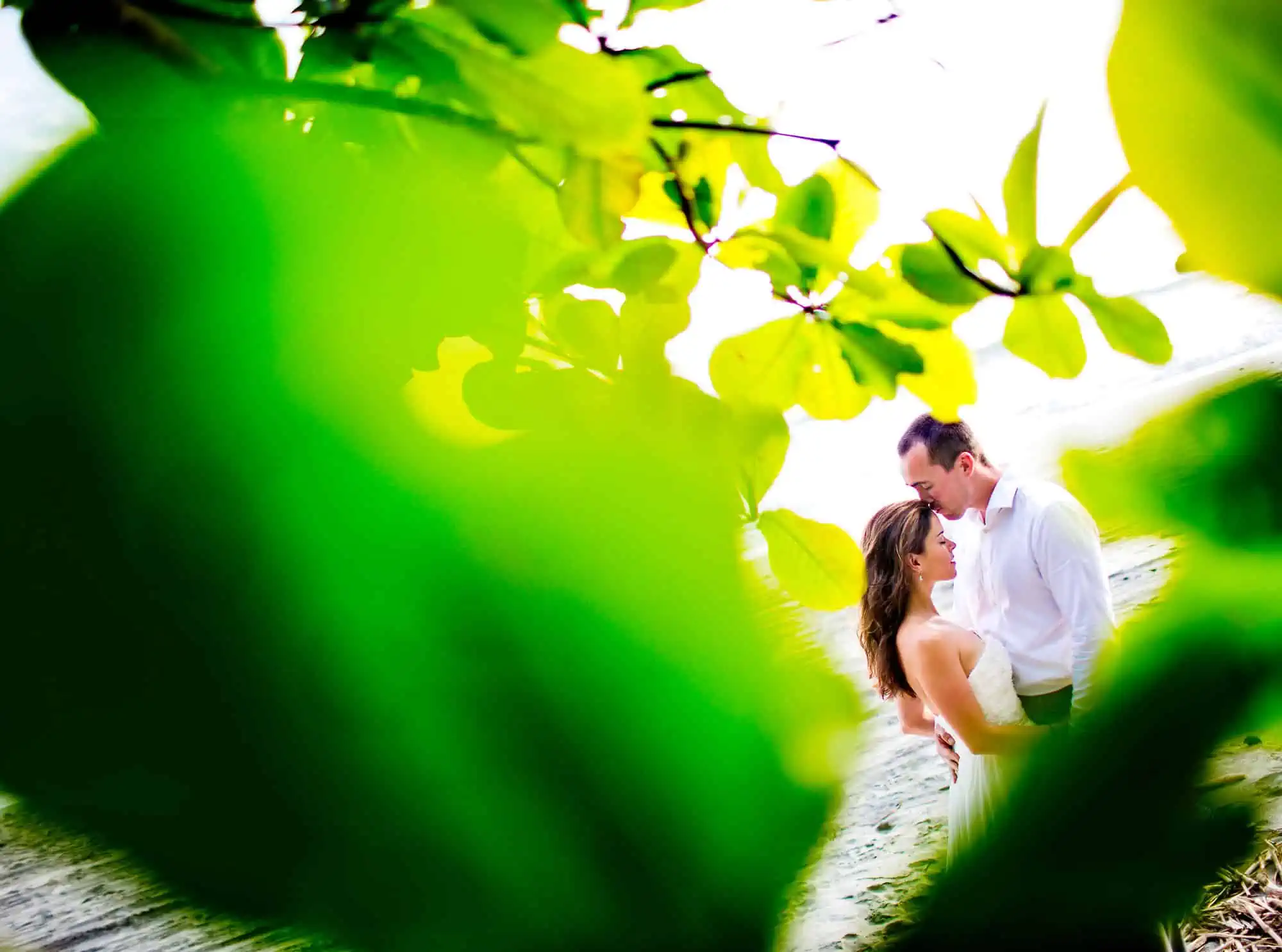 Beach & Rainforest