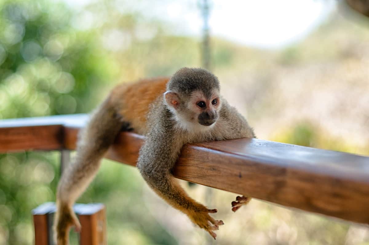 Wildlife Tours in Costa Rica