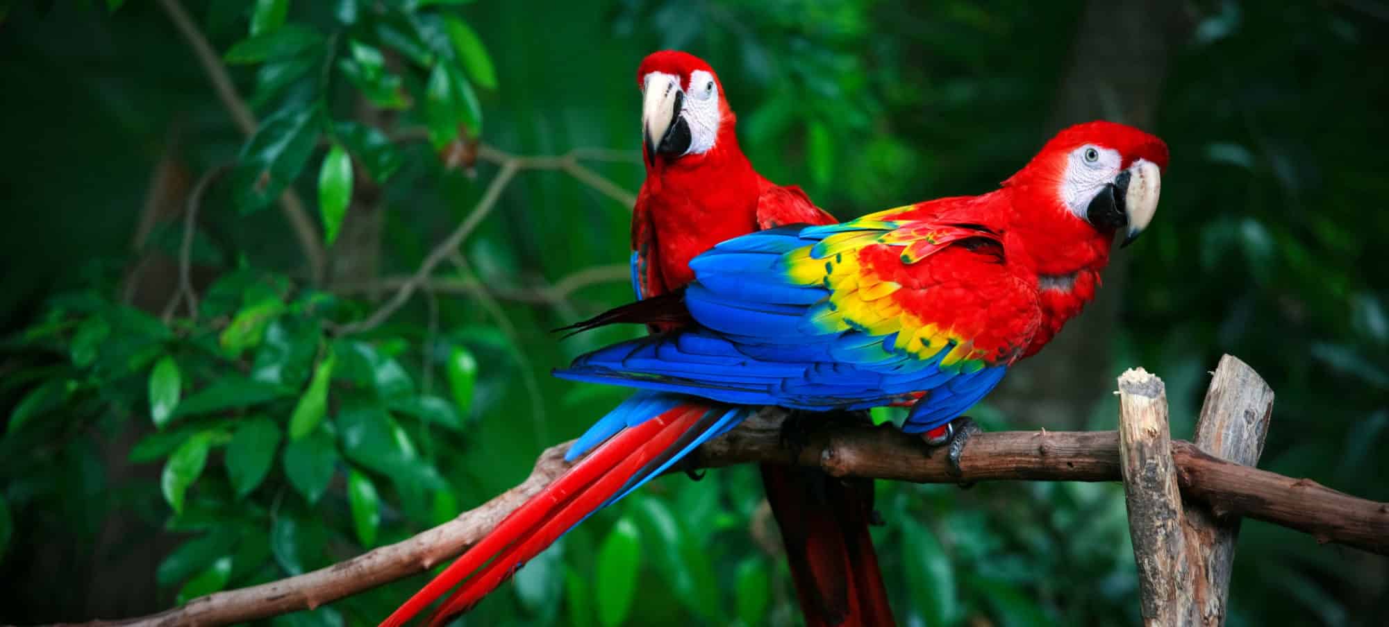 wildlife tours in costa rica