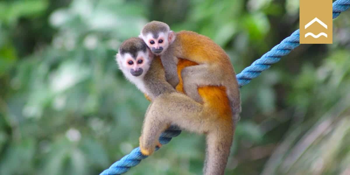Monkeys in Costa Rica