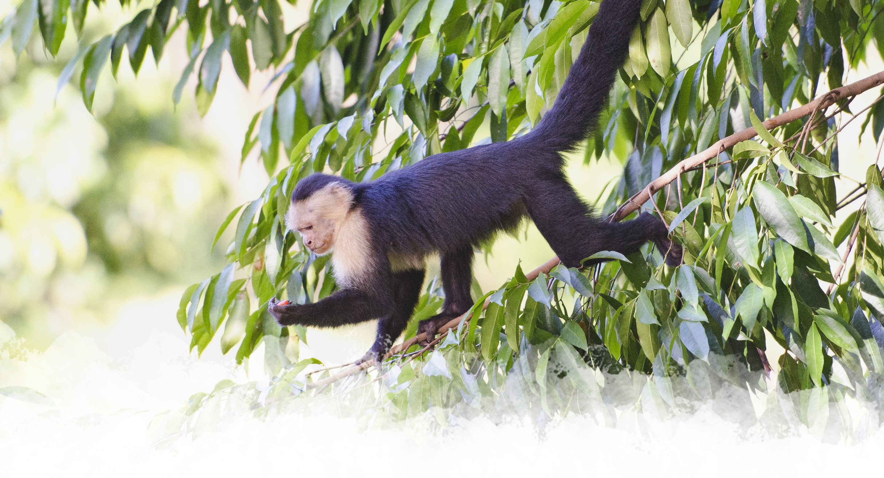 Coolest Animals of Costa Rica