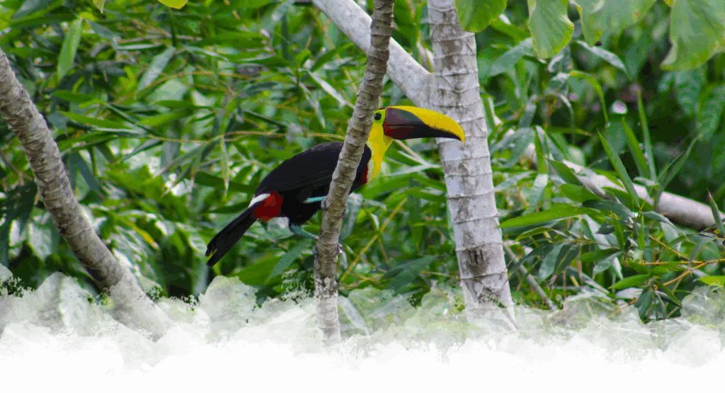 Everything You Need to Know About Costa Rica