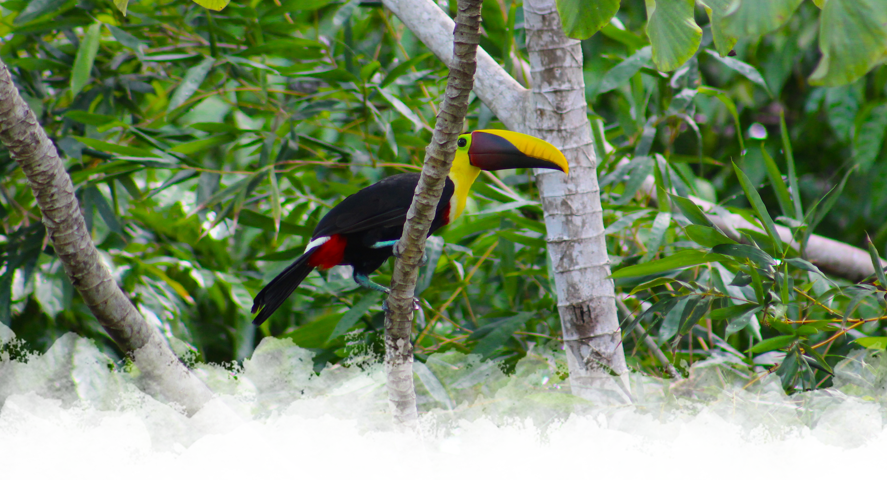Everything You Need to Know About Costa Rica