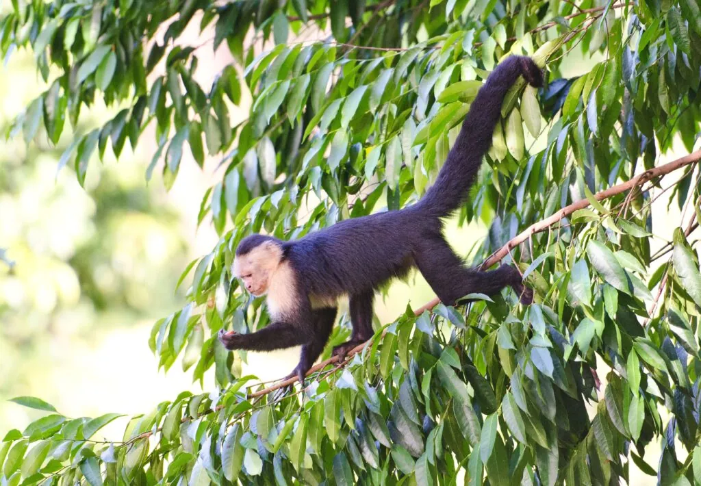 luxury villa in costa rica wildlife monkey