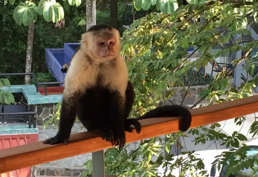 Types of Monkeys in Costa Rica Villa Punto de Vista.